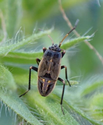 Réf. 307 654 : Graptopeltus lynceus